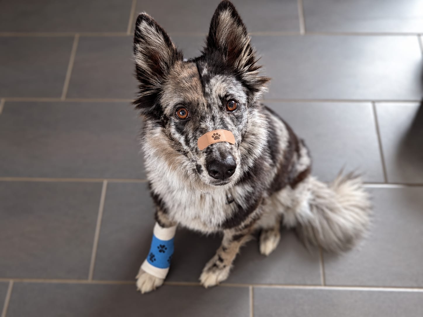 Erste-Hilfe Kurs am Hund